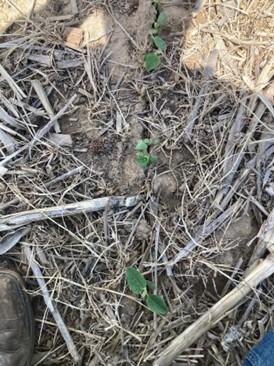 Young soybean plants emerging through a field of crop residue, with multiple seedlings showing green leaves and minor frost damage, including slight leaf darkening and edge discoloration, while continuing to grow in dry soil conditions.
