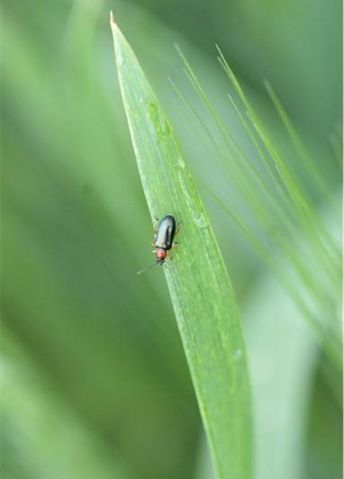 Adult cereal leaf beetle on a wheat leaf, showing the metallic blue-green body and red thorax against a green field background.