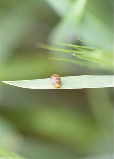 Cereal leaf beetle larva on a wheat leaf, appearing as a small, dark, slimy, oval-shaped insect near the leaf tip against a blurred green background.