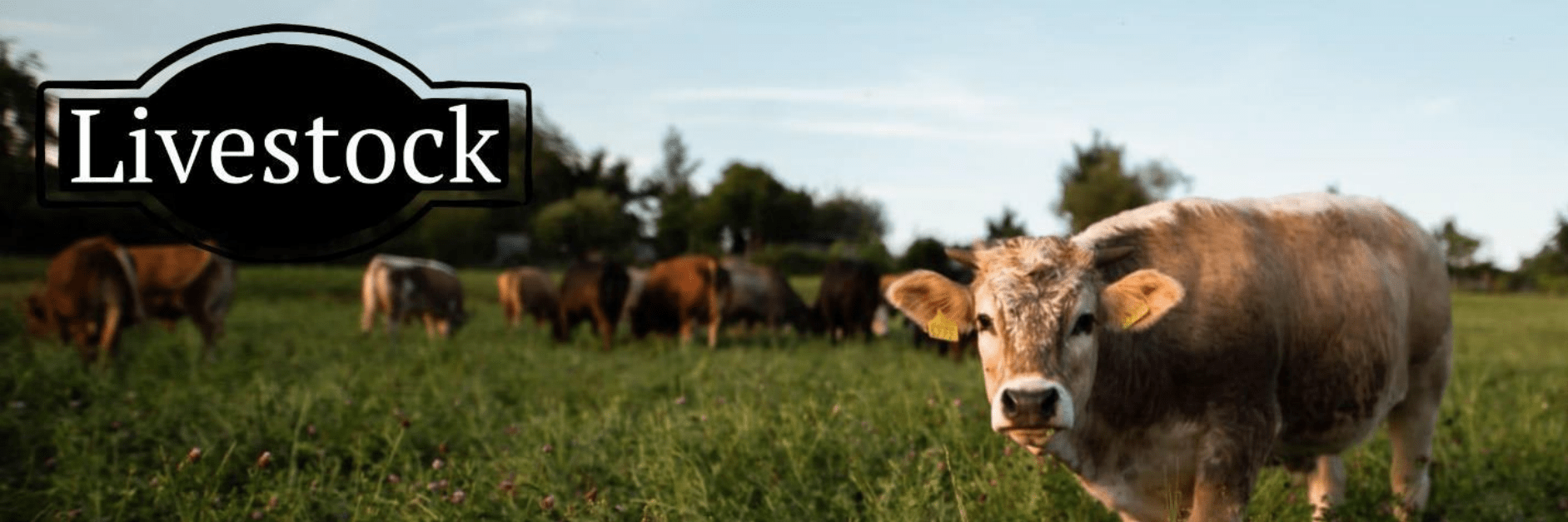 Alt text: A cow standing in a grassy field with other cattle grazing in the background, with a label reading “Livestock.”