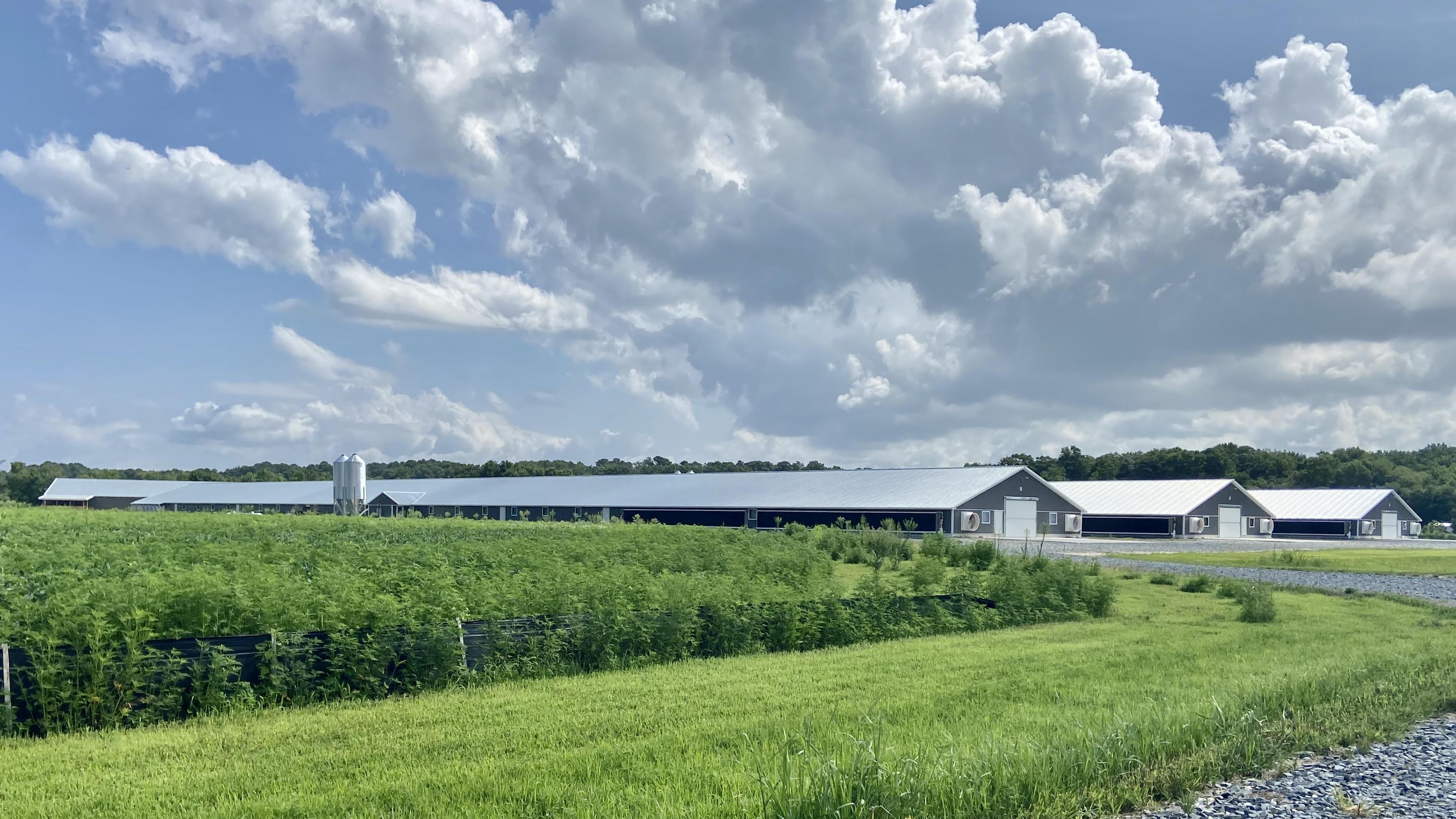 Poultry houses in spring