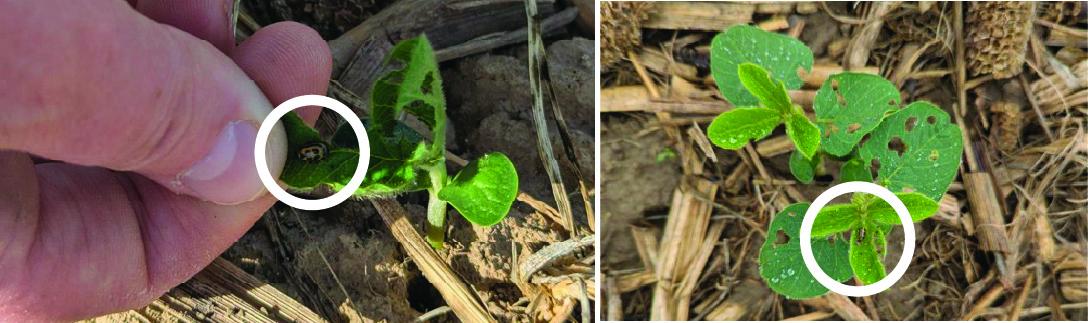 Side-by-side images of soybean seedlings with holes and chewed leaf edges from bean leaf beetle feeding, with beetles circled on the leaves.