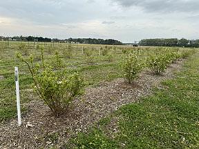 Rows of young blueberry bushes growing in a field on raised beds covered with pine bark mulch. The shrubs are evenly spaced and show green leaves and white blossoms. Grass-covered aisles separate the rows.