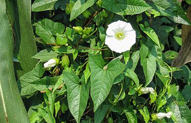 Close-up of field bindweed growing among other vegetation. The vining weed has arrowhead-shaped green leaves and several white, funnel-shaped flowers and flower buds. Twining stems weave through surrounding plants.