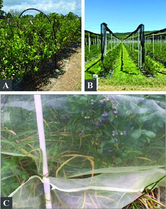 Comparison of bird-exclusion systems in blueberry production: (A) a low-cost hoop structure installed over bushes to support netting, (B) a commercial overhead netting system spanning multiple field rows, and (C) blueberry bushes covered with fine bird netting, with ripening berries visible through the mesh.