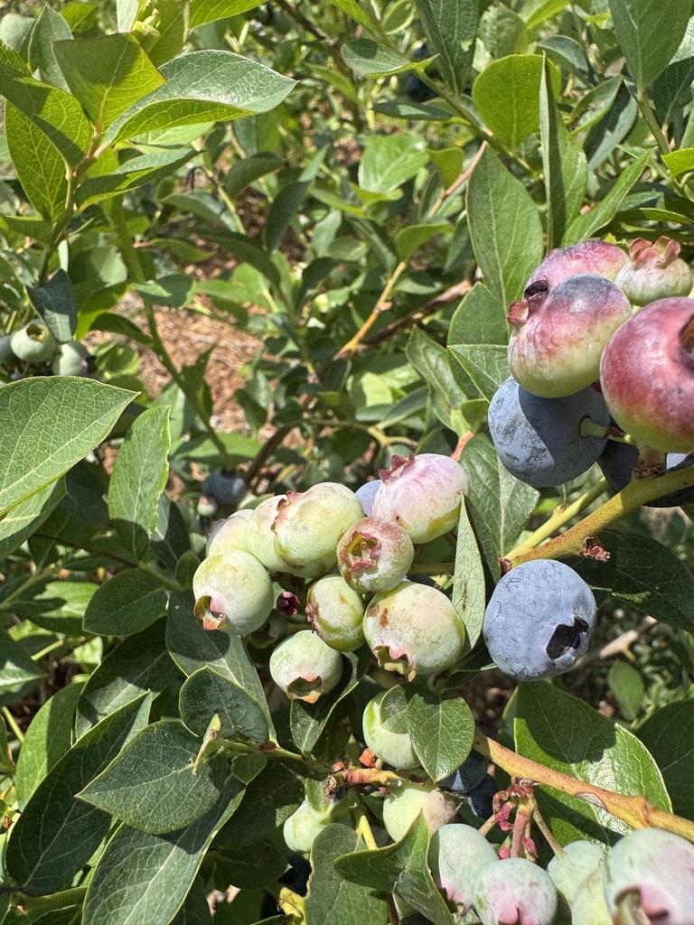  Close-up of Blue Ribbon blueberries growing on the bush. Clusters of berries are shown at different stages of ripening, ranging from pale green and pink to fully ripe blue, surrounded by dense green leaves.