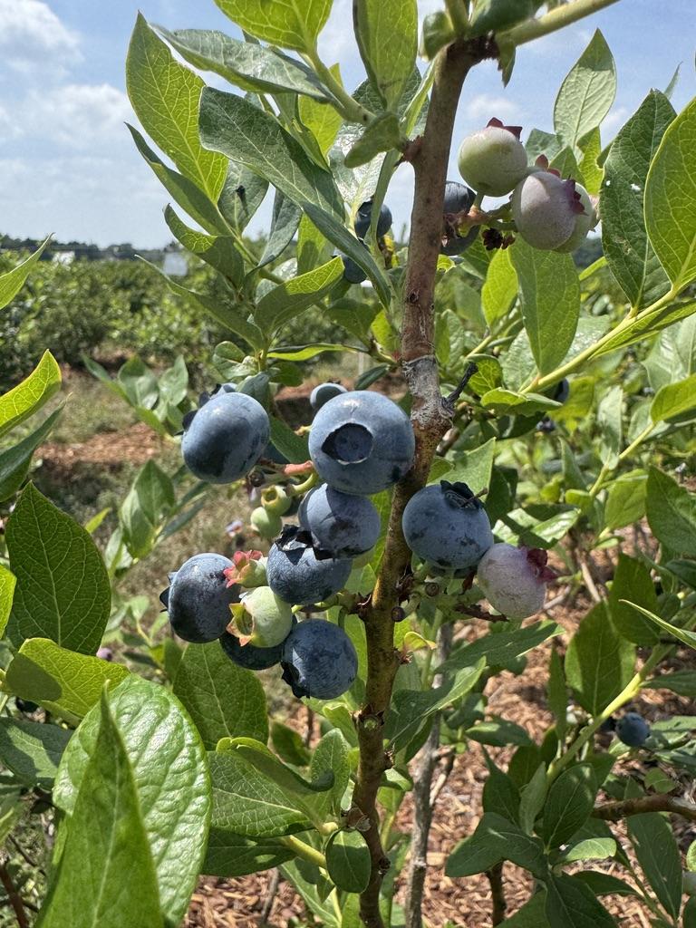 Close-up of Duke blueberries growing on a bush. Clusters of ripe blue berries and unripe green and pink berries hang along a stem surrounded by green leaves, showing multiple stages of fruit development in a cultivated blueberry field.