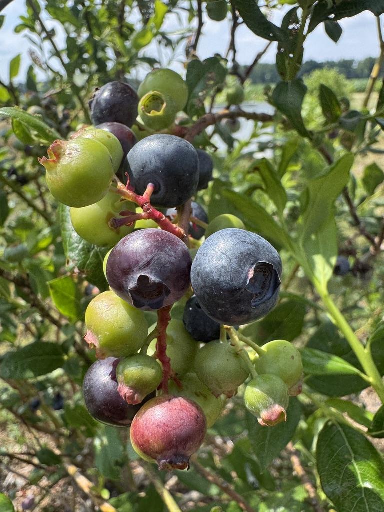 CClose-up of Valor blueberries growing on a bush. A cluster of berries at various stages of ripening ranges from green and pink to deep blue, hanging from red stems among green leaves in a cultivated blueberry field.