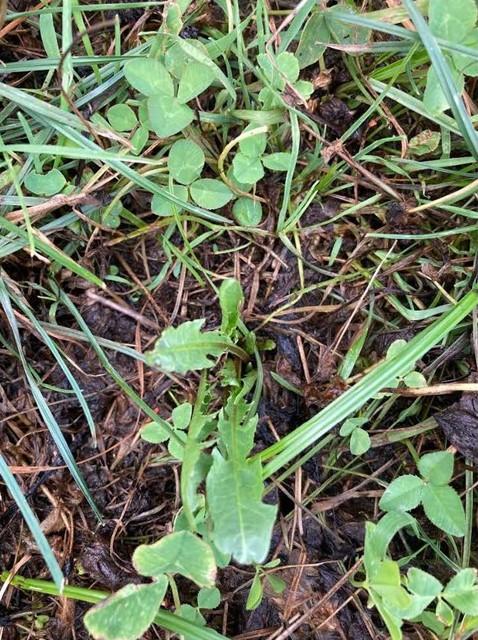 Photograph of a regrown dandelion surrounded by small clover plants and grass growing in soil with some dried leaves and twigs scattered around. The image highlights natural ground vegetation with various leaf shapes and textures.