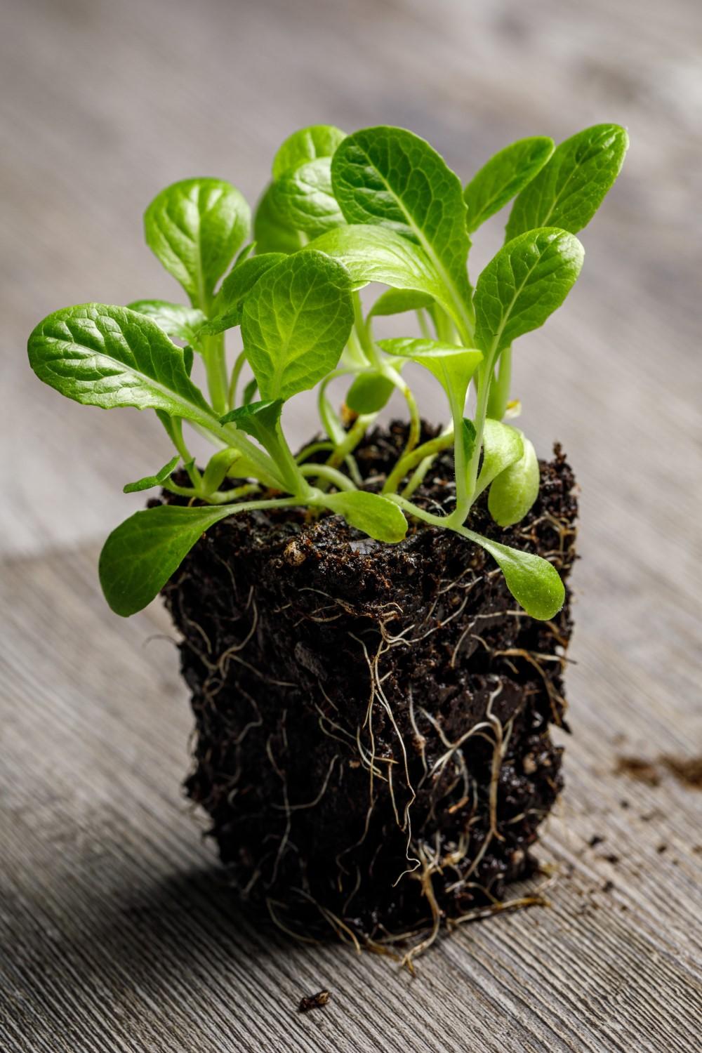 A group of several young lettuce plants removed from a pot or cell pack. Root growth is visible on the outer edges of the soil block, and the leaves are starting to overlap each other as they become crowded.