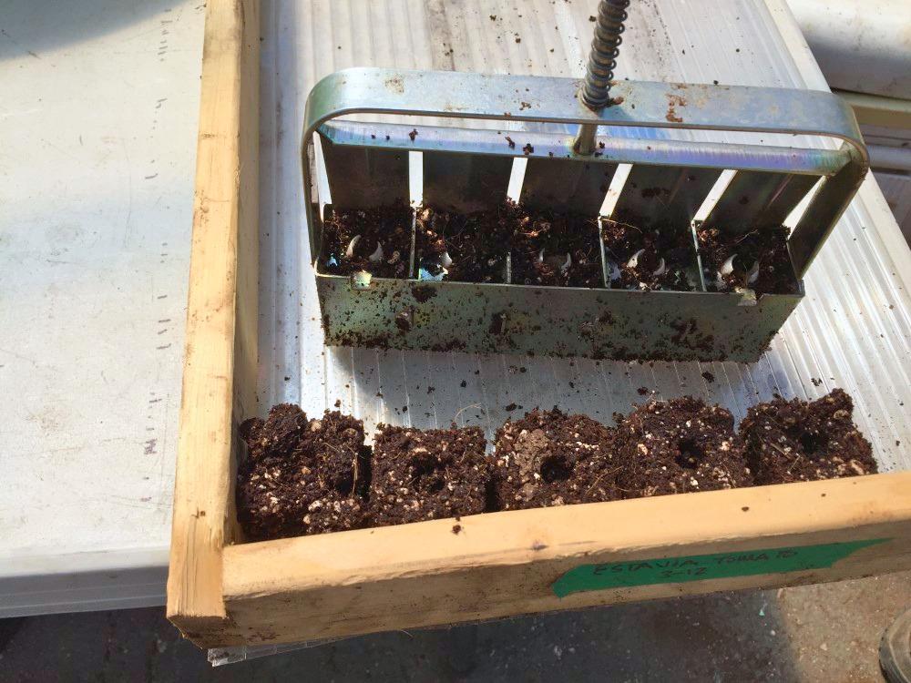 A metal frame with five side-by-side upright square channels inserted onto a tray of potting mix. The tool is lifted to deposit five cubes of potting mix.