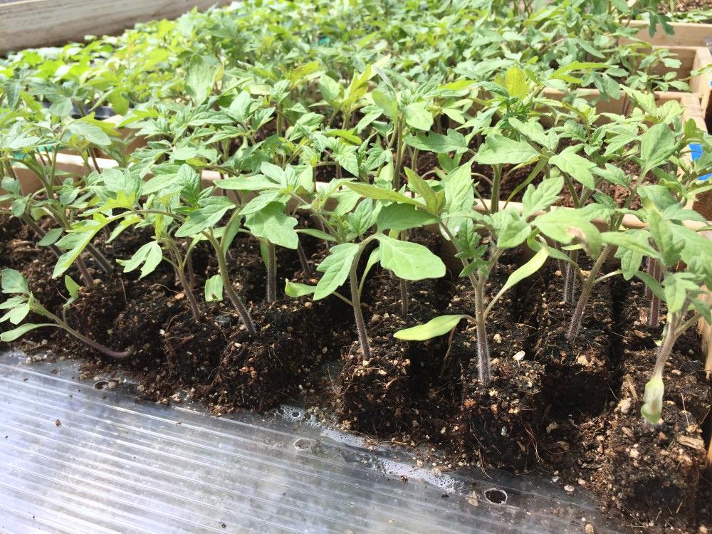 Numerous tomato transplants growing in open-air blocks of potting mix.