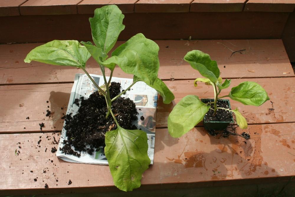 Two eggplant seedlings removed from their pots. The seedling on the left, with a larger root mass, is roughly twice the size of the seedling in a smaller pot on the right.