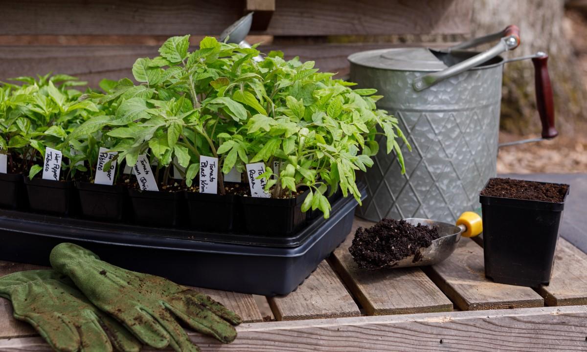 A table top with a soil-filled trowel, watering can, garden gloves, and a tray containing dozens of vegetable seedlings in 2-inch pots. A 4-inch pot filled with potting mix sits next to the tray and trowel.