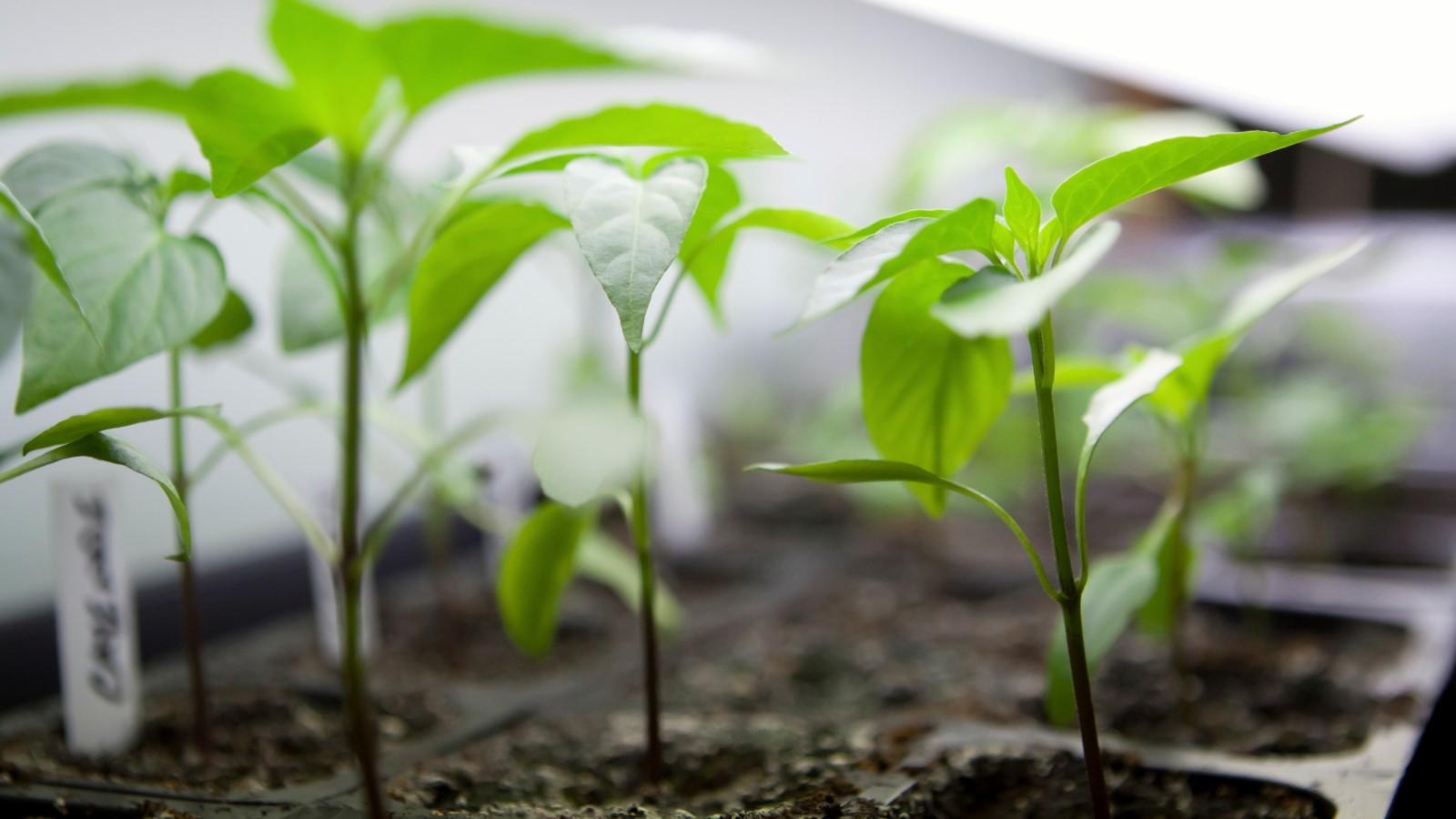 A tray with multiple young vegetable seedlings growing in labeled rows under grow lights.