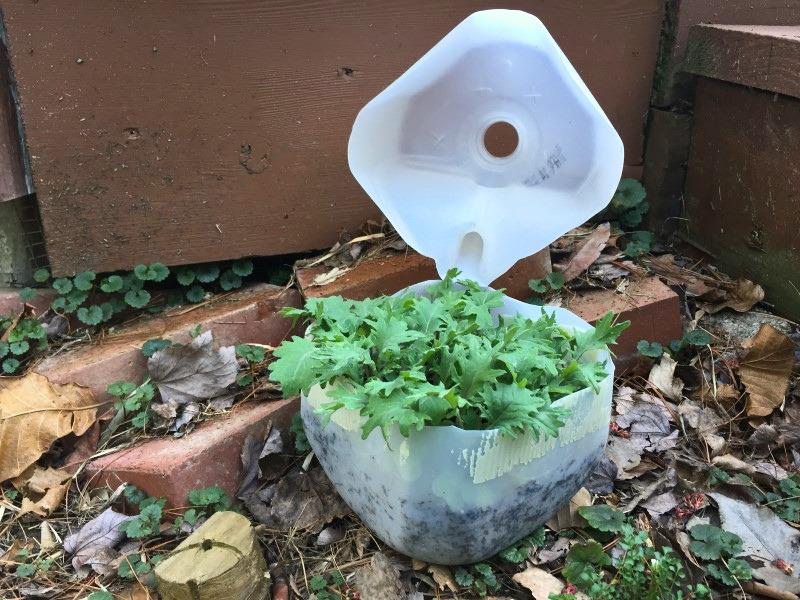 Several dozen kale seedlings, about 6 inches tall, growing in the base of a milk jug cut most of the way around its circumference to form a hinged top.
