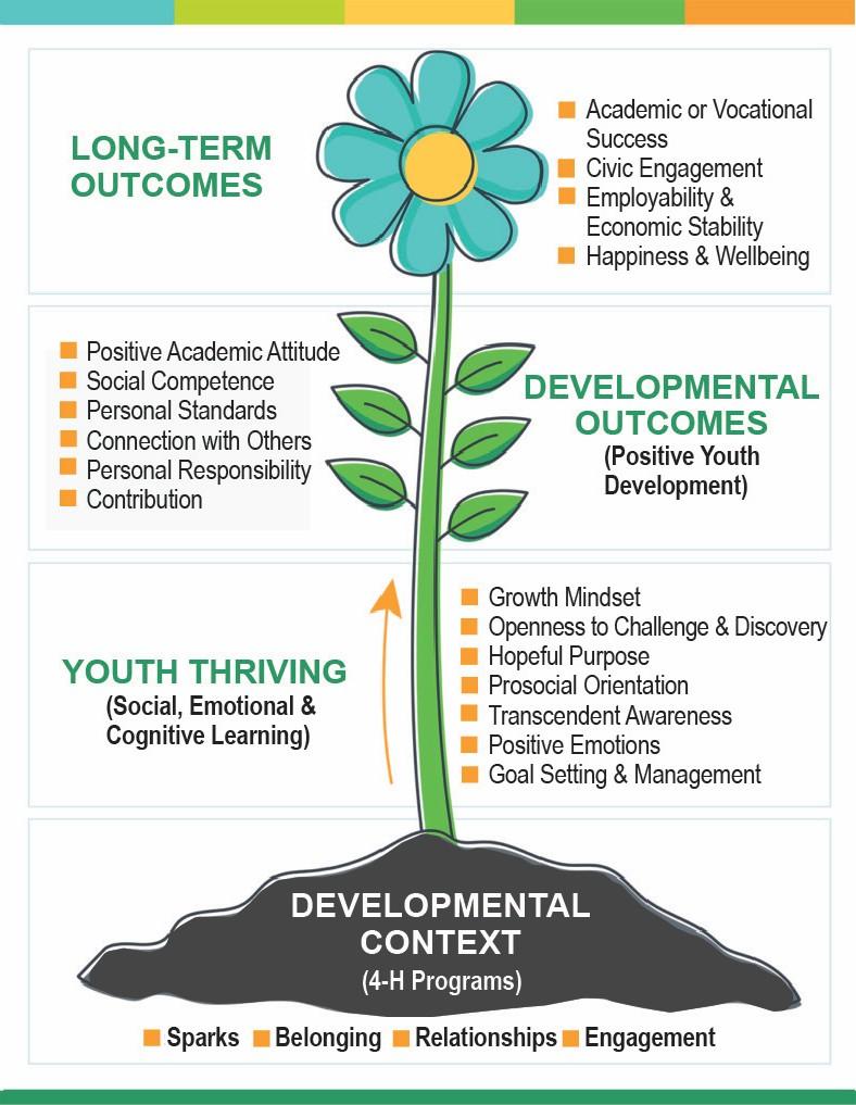 4-H Thriving Model flowchart showing how developmental context leads to youth thriving (including spark, belonging, Relationships, and engagement), which produces developmental outcomes (competence, confidence, connection, character, caring, and contribution), ultimately resulting in long-term outcomes such as vocational success, employability, life satisfaction, and well-being.