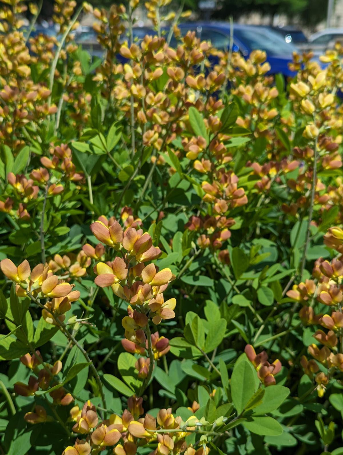 baptisia cultivar with yellowish orange flowers