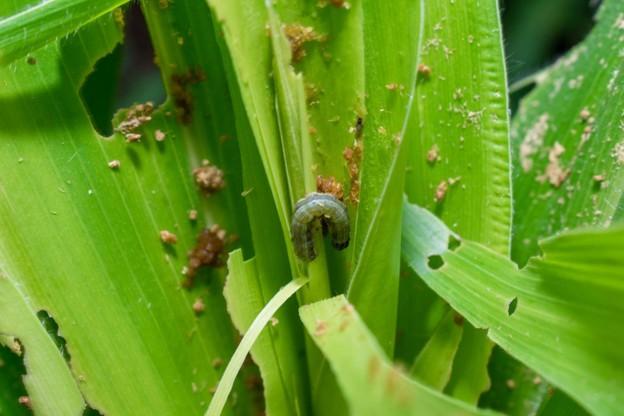 Close-up of a fall armyworm caterpillar feeding on corn leaves, with visible leaf damage and frass present on the plant.