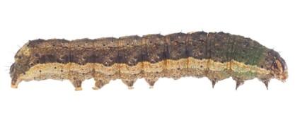 Close-up of a fall armyworm caterpillar showing the segmented body, dark markings, and light-colored stripe along the side.