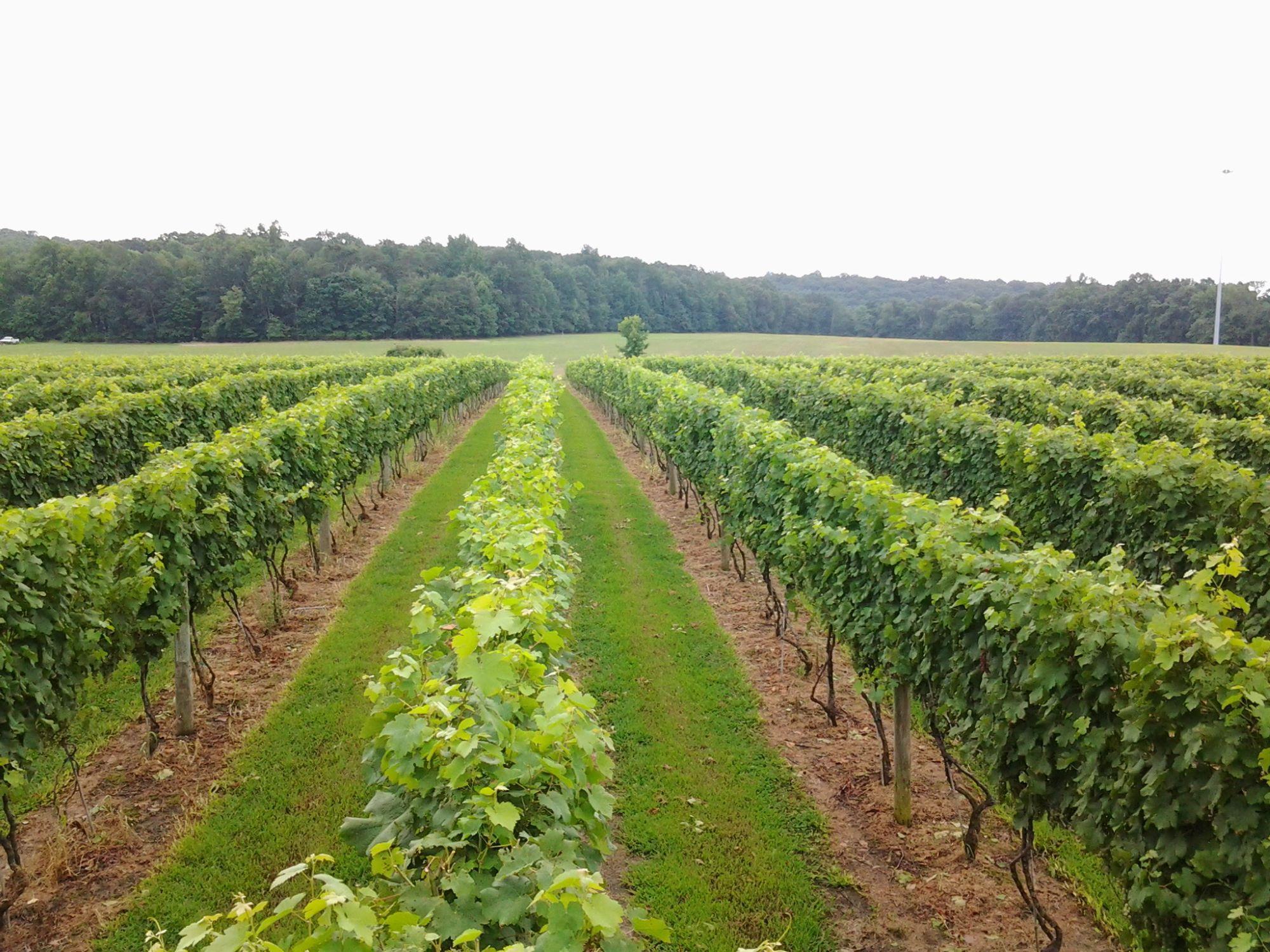 Rows of crops with trees in background, representing Cecil County Extension Office