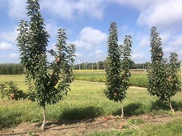 Young MD-TAP1 and MD-TAP2 apple trees on Geneva 890 rootstock growing in a row with narrow, upright canopies.