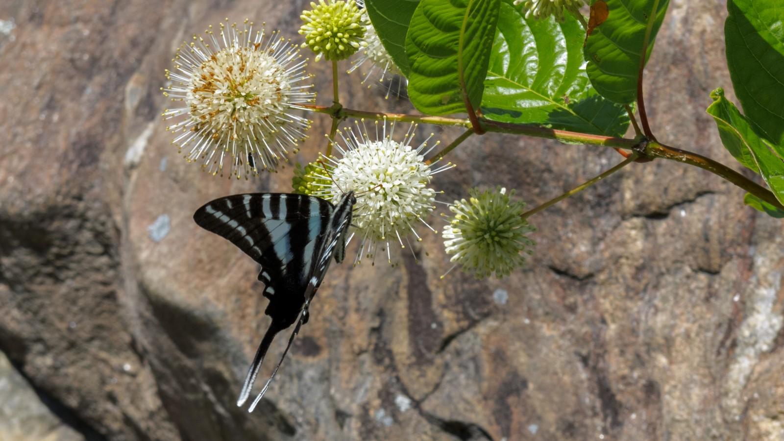 A black-and-white zebra swallowtail butterfly sips nectar from a white, spherical buttonbush flower.