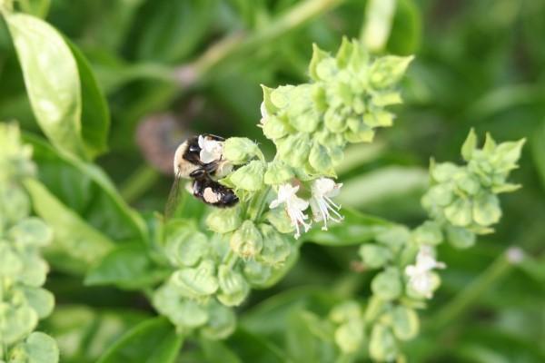 A bumblebee clutching a small white basil flower with its head inside the flower’s throat.