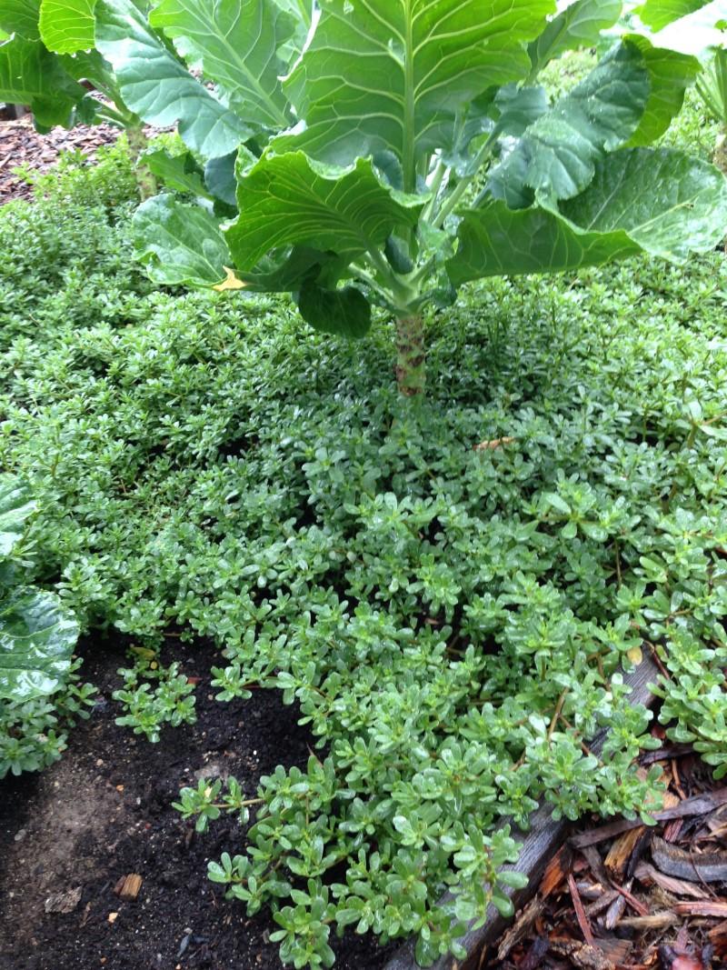 Puslane, a small-leaved, ground-carpeting succulent, grows around taller, large-leaved collard plants in a raised bed.
