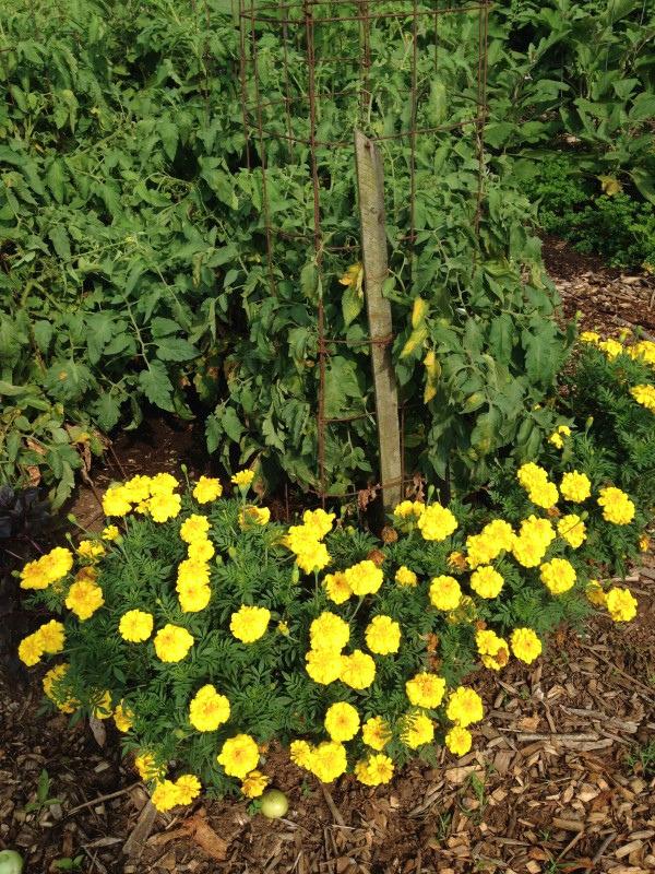 Yellow-flowered marigolds growing alongside taller tomato plants.
