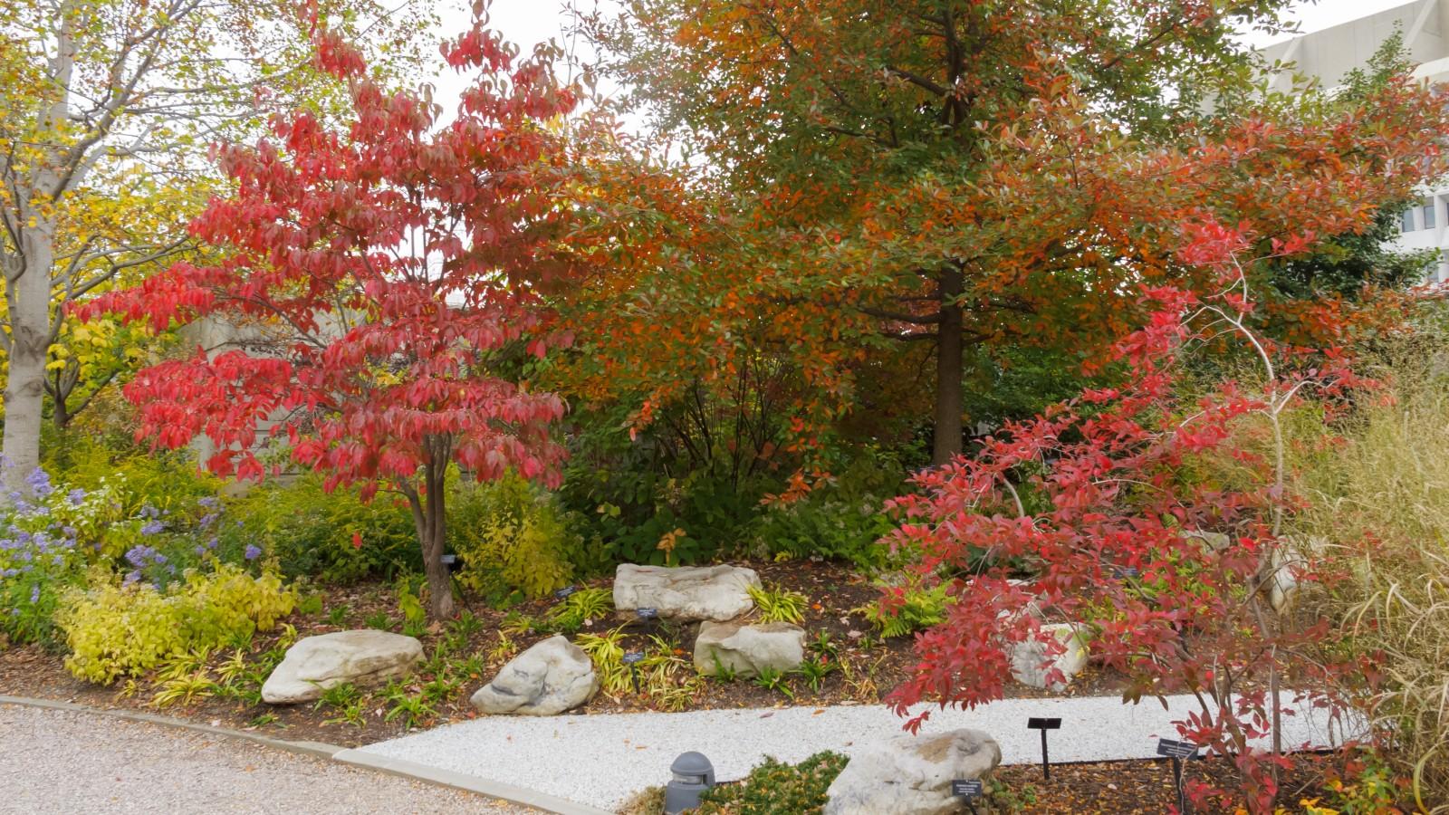 A mixed tree, shrub, and perennial garden next to the junction of two walkways. Many of the plants have red, orange, brown, and yellow autumn leaf colors.