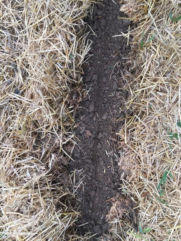 A narrow band of exposed soil with a slightly-deeper trench dug into it between two areas of dried, mown stubble of grassy cover crop debris.