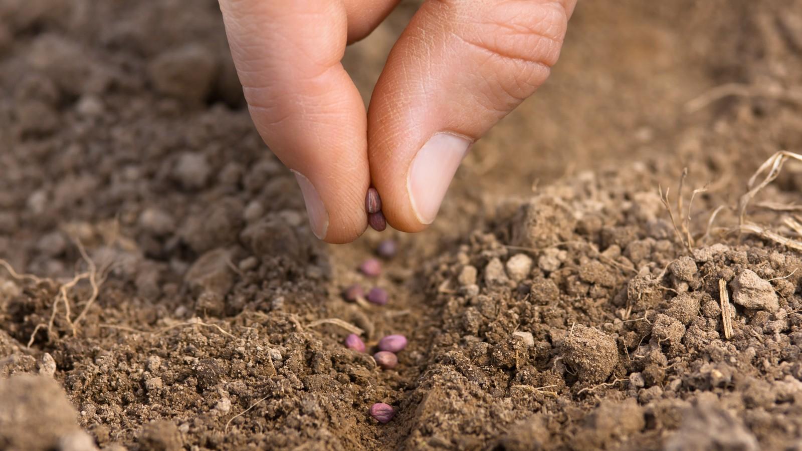 Seeds pinched between fingers being dropped into a shallow furrow in bare soil.