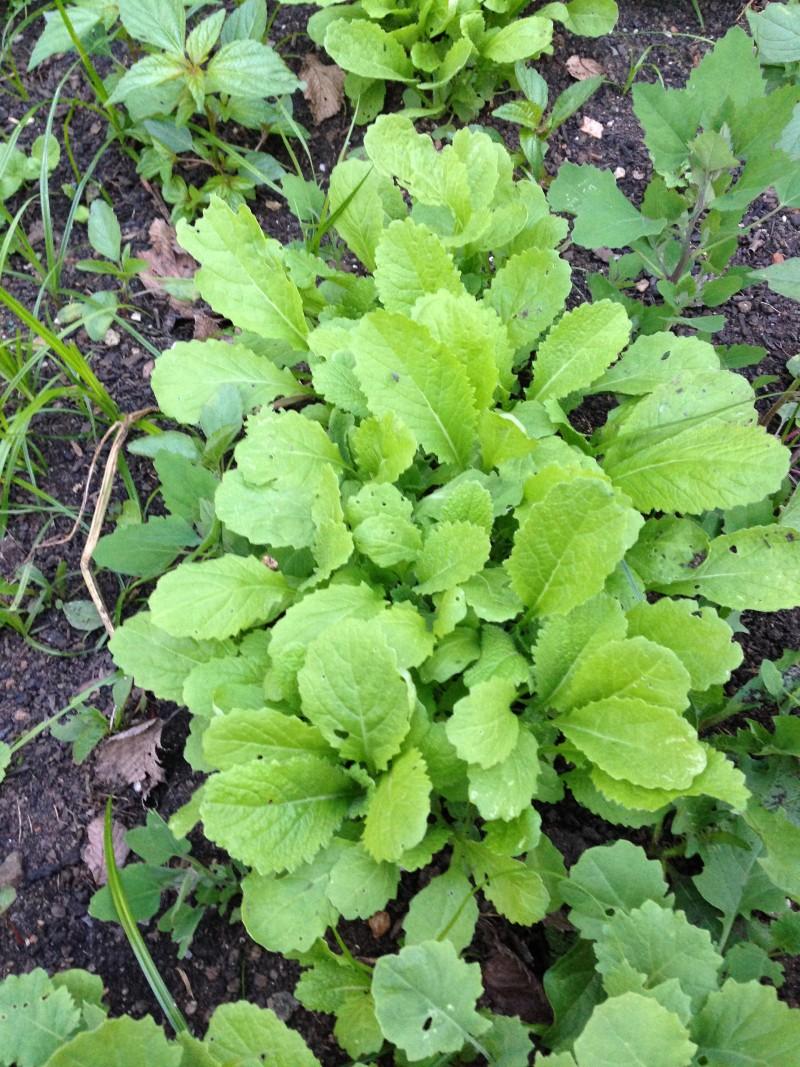 A small patch of crowded young mustard greens.