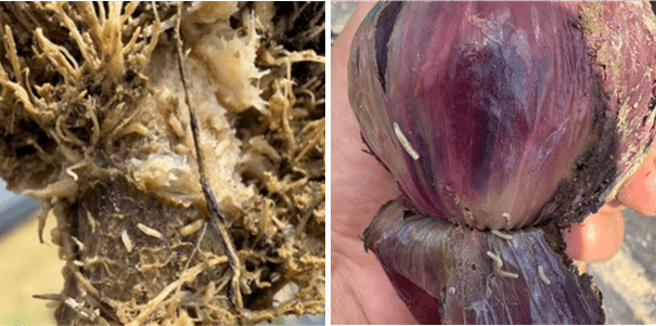 (Fig. 1) Left: cabbage Maggots feeding on cole crop roots; Right: onion maggots feeding on mature onion bulb.