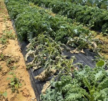 Kale plants wilting and collapsing in a field row due to severe damage caused by maggot feeding.
