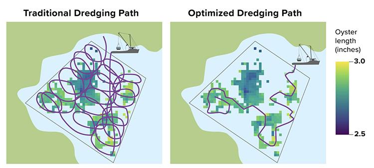Comparison of traditional and S3AM-optimized oyster dredging routes, showing a more efficient harvest path focused on areas with larger oysters.