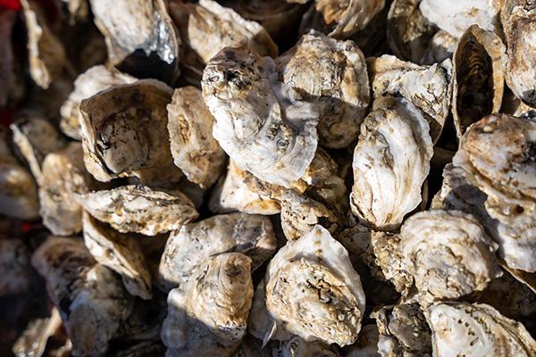 Close-up of a pile of Eastern oyster shells with rough, irregular textures and layered white, gray, and tan surfaces. The shells are clustered together, showing the distinctive ridges and shapes characteristic of Eastern oysters.