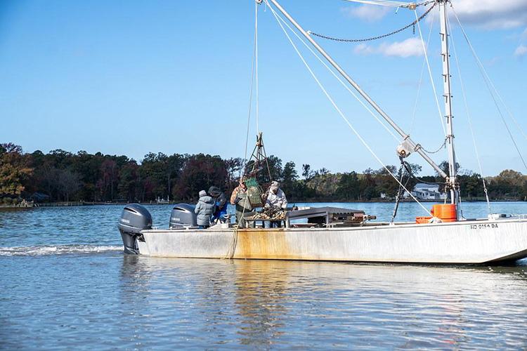 Oyster dredging vessel harvesting Eastern oysters on a calm waterway. Several crew members work on deck as a metal dredge is lifted from the water by a hoist system, collecting oysters from the bay bottom. A wooded shoreline and clear blue sky are visible in the background.