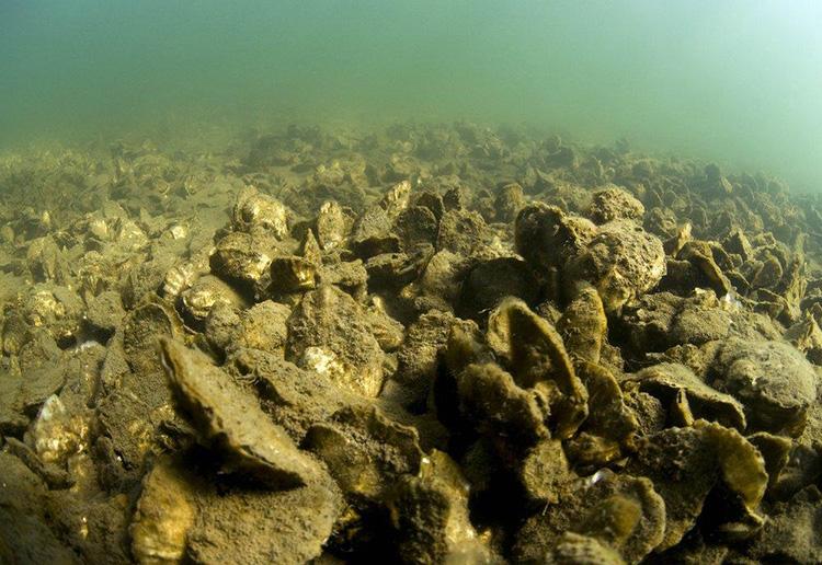 Underwater view of an healthy oyster reef on the bay floor, showing a dense cluster of Eastern oyster shells forming a rocky habitat. The reef extends into the distance beneath greenish water, illustrating the structure created by generations of oysters growing on existing shells.