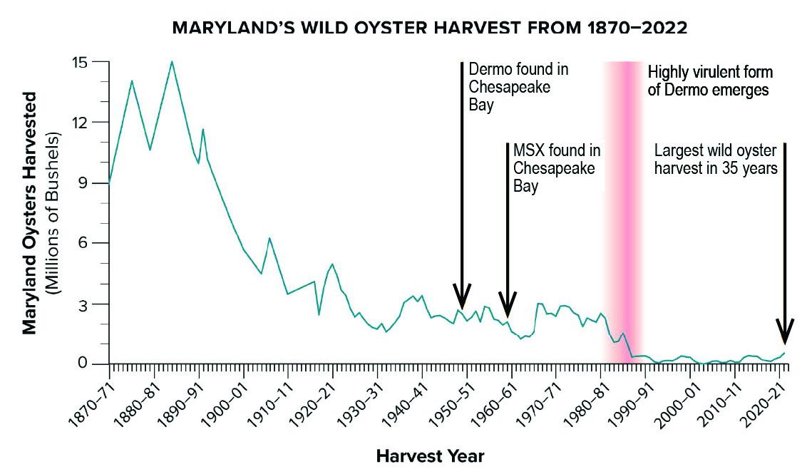 Line graph showing Maryland wild oyster harvests declining from about 15 million bushels in the late 1800s to historically low levels after the introduction of Dermo and MSX oyster diseases in the Chesapeake Bay.