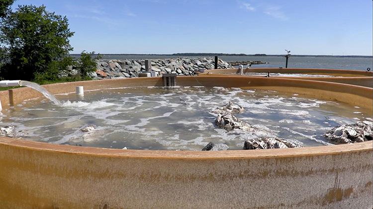 Large fiberglass tanks filled with flowing water and mesh bags of oyster shells at an oyster hatchery. The shells serve as substrate for oyster larvae to attach and grow before being transferred to oyster reefs to support population enhancement and reef restoration efforts. A rocky shoreline and open water are visible in the background.