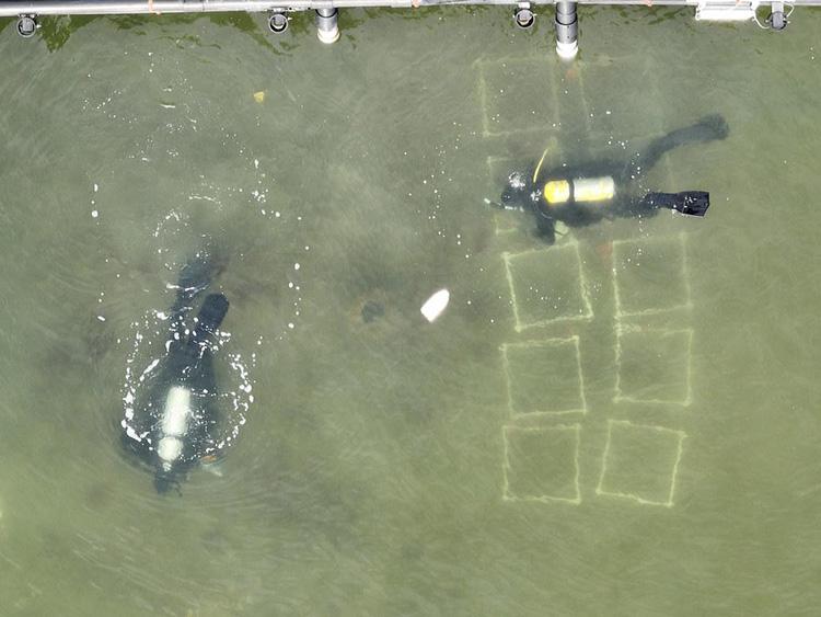 : Aerial view of two scuba divers conducting an oyster population survey in shallow water. One diver is positioned beside a series of square survey quadrats marked on the bottom, which are used to assess oyster abundance and reef condition. The image illustrates a field monitoring effort used to evaluate oyster populations and the success of restoration projects.