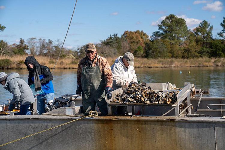 Crew members work aboard an oyster harvesting vessel beside a sorting table piled with freshly harvested oysters. Several workers sort oysters on deck while the boat is positioned on a calm waterway with marsh vegetation and trees visible along the shoreline in the background.