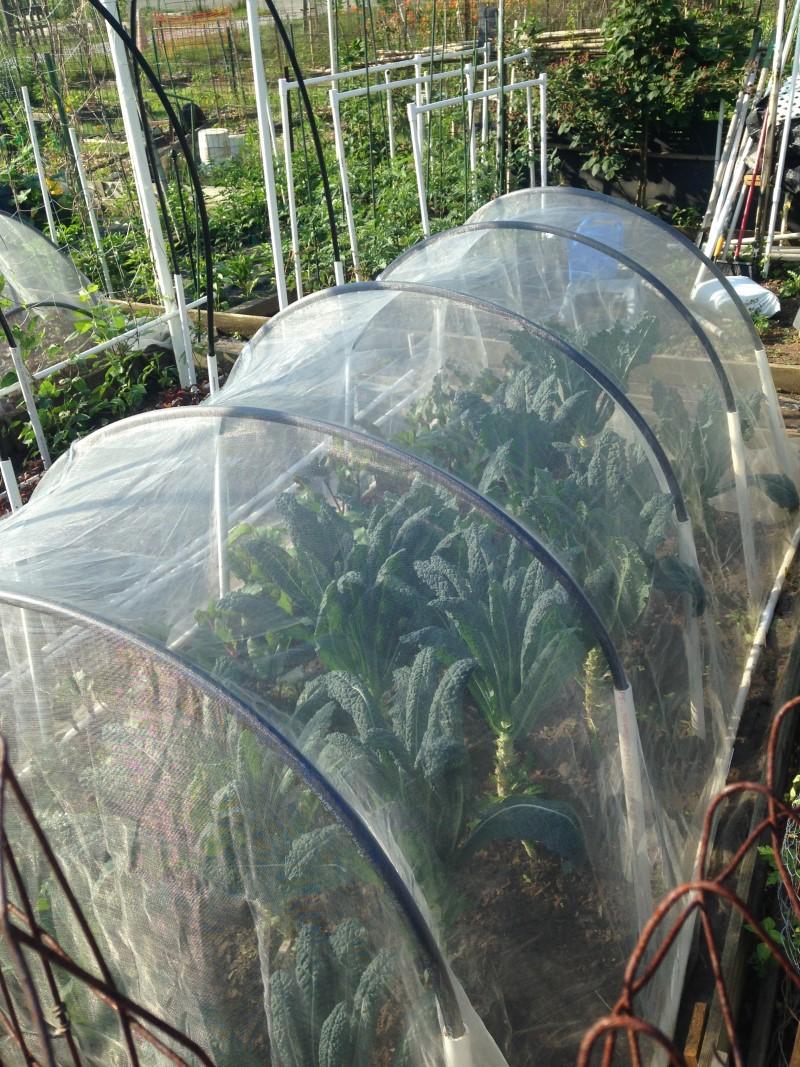 Tuscan kale plants growing under 3-foot-high PVC pipe arches that straddle a raised bed. A see-through mesh is pulled tautly over the supports and is secured to the ground.