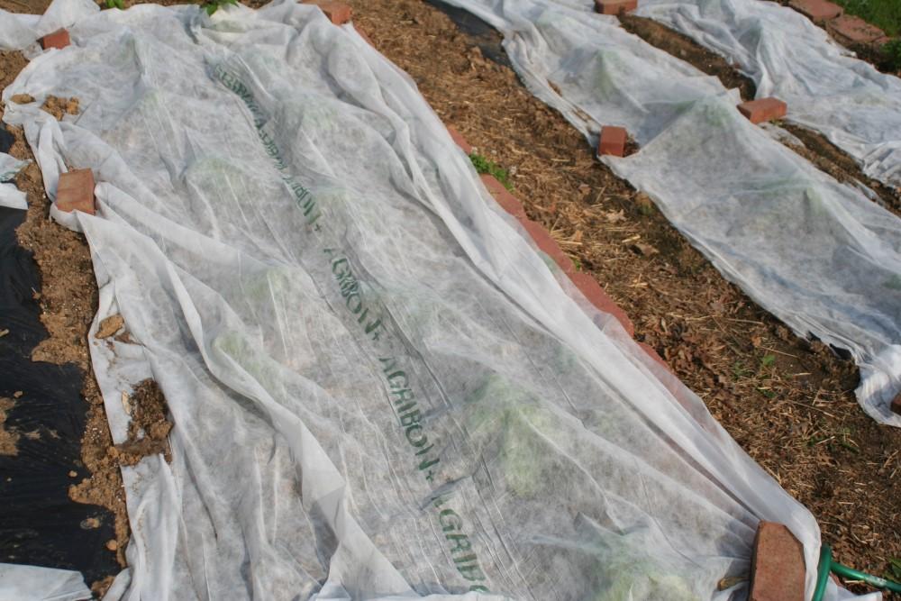 Gauzy white fabric draped atop rows of short vegetable plants. The fabric edges are intermittently anchored with bricks.