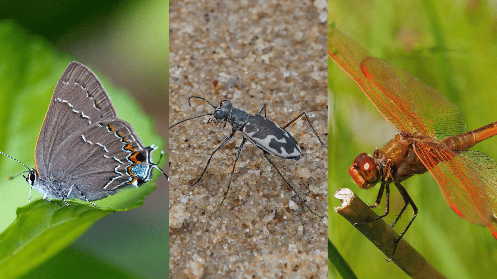 A photo of a Northern Oak Hairstreak Butterfly, a Puritan Tiger Beetle, and a  Golden-winged Skimmer.