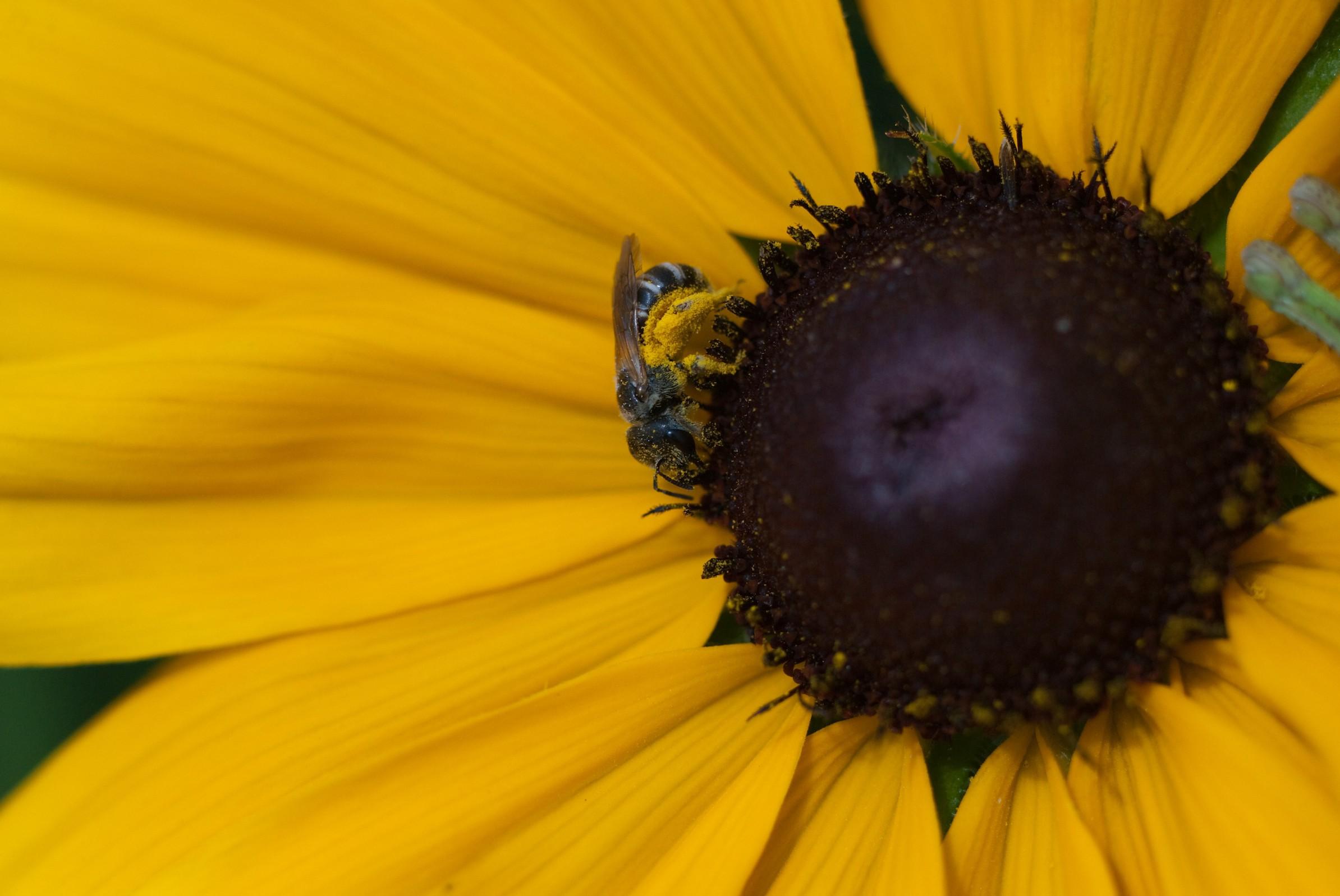 close-up photograph captures a bee collecting pollen from the bright yellow petals of a yellow flower.