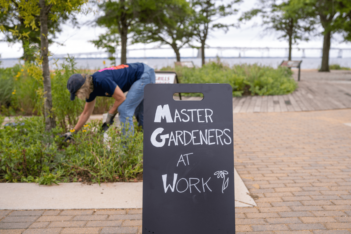 Master Gardener at work