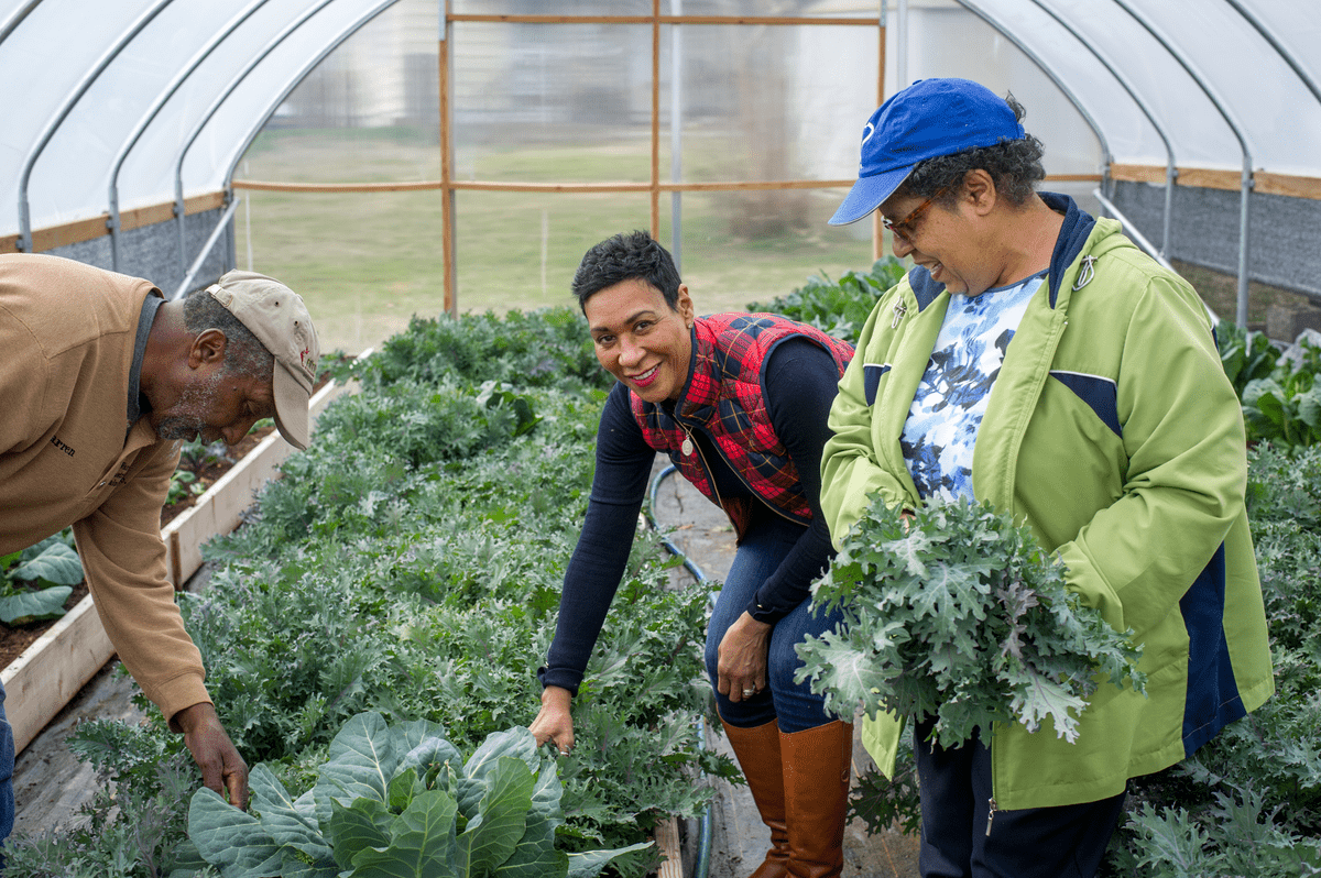 three people tending to leafy greens inside a greenhouse, with one person holding a bundle of kale.
